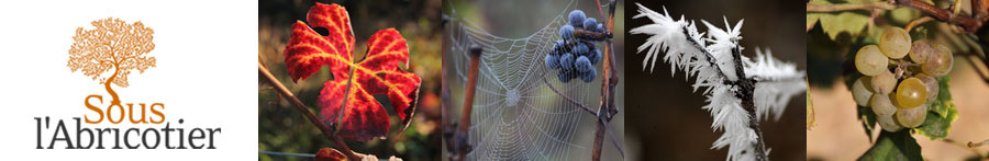 Sous l'abricotier - Chambre d'hte  Durban dans les Corbires